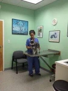  A veterinarian examining a dog