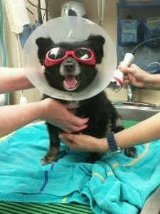 dog laser therapy