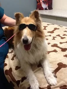 patient with Doggles receiving Class IV Laser Therapy