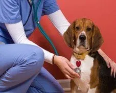 Hillsborough Veterinary | Hillsborough Our Services | NC | HomeVet Mobile Veterinary Care |