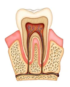 illustration of interior of tooth showing nerves, tissue and root canals Plantation, FL dentist