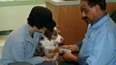 doctor examining dog