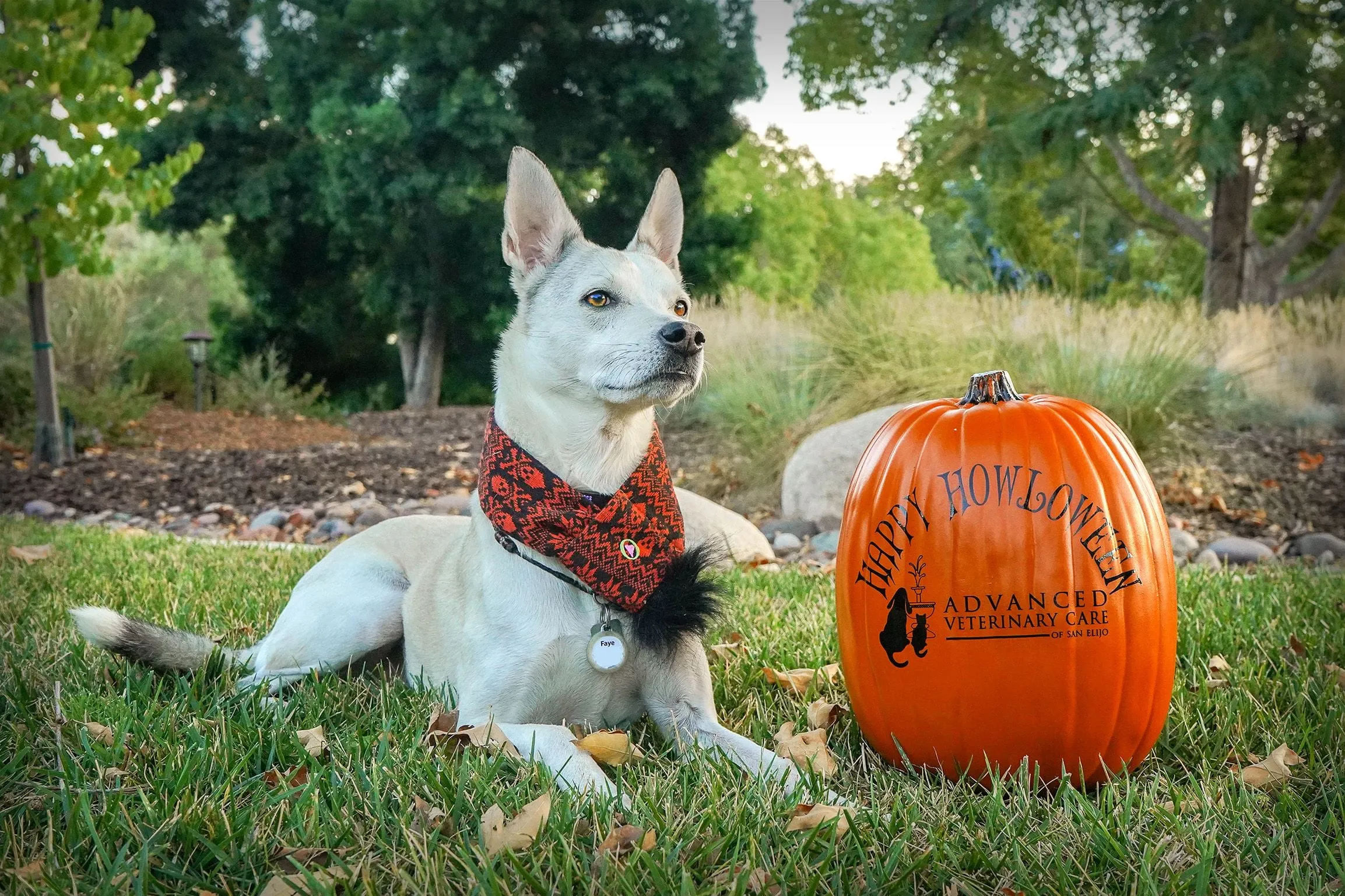 Faye: dog dressed in a halloween outfit sitting next to a happy halloween pumpkin