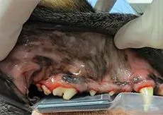 teeth