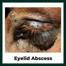 Eyelid Abscess horse