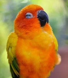 Small orange bird 