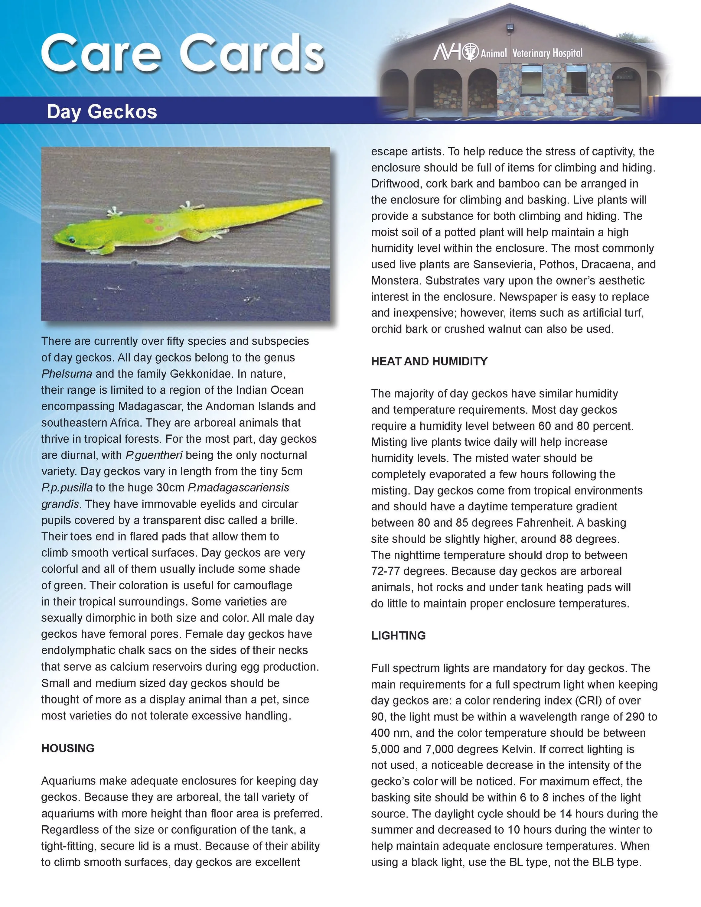Day Gecko Care Card