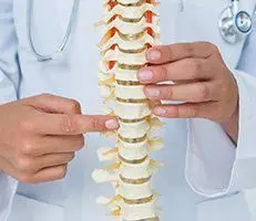 Chiropractor pointing to model spine