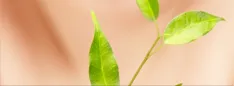 bannerimg