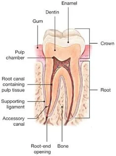 Root Canal Explained