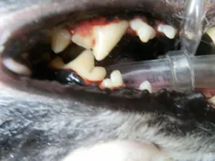 Pet dental care Pet dental care