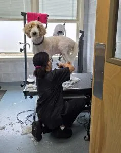 dog grooming
