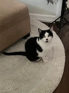 Jaymie's cat