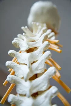 model of spine