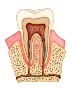 colorful sketch of interior of molar tooth, showing tissue, nerves, and root canal Peachtree City, GA family dentistry