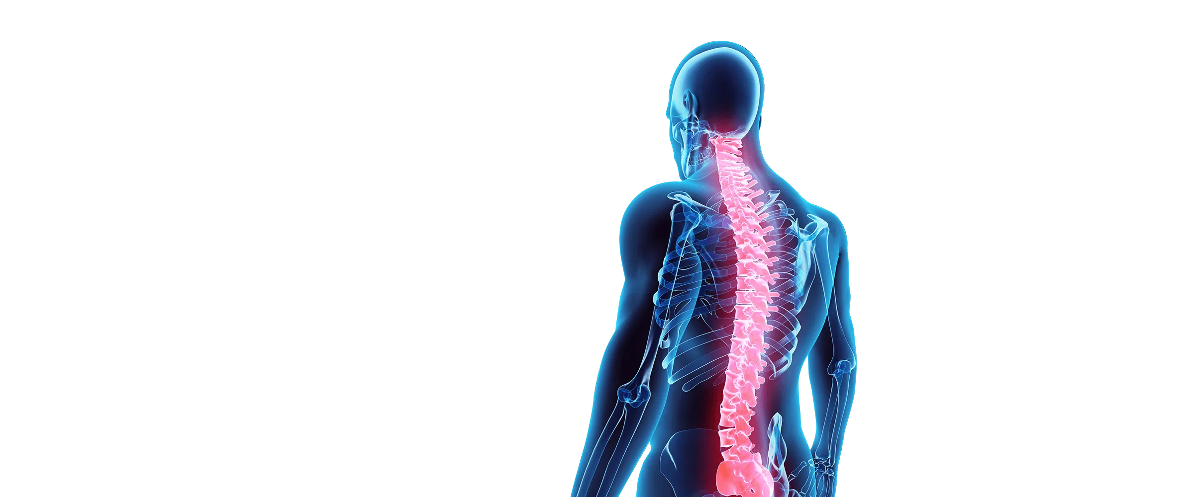 https://cdcssl.ibsrv.net/ibimg/smb/2400x1000_80/webmgr/0e/g/9/sedona/chiro_spine_model_transparent.png.webp?ea459954f93bbbbd521307ca1165fe67