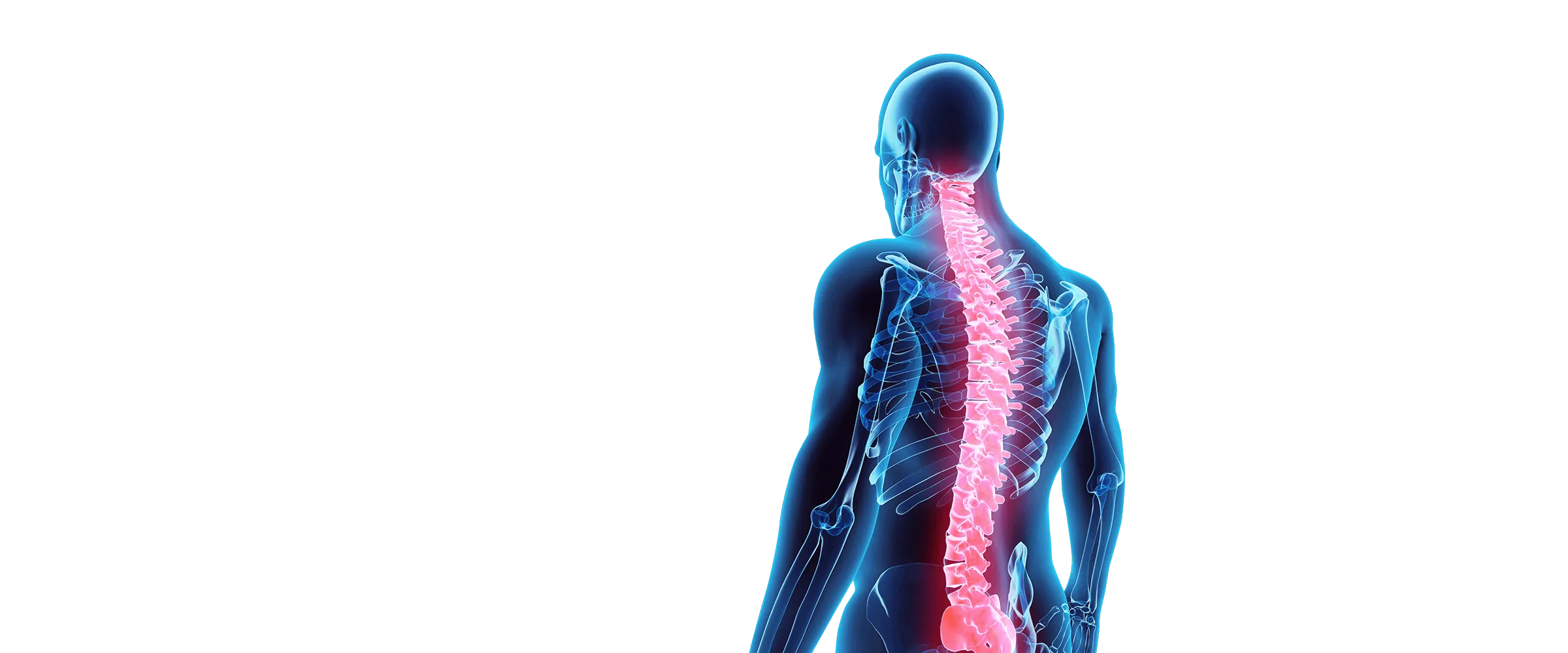 https://cdcssl.ibsrv.net/ibimg/smb/2400x1000_80/webmgr/0m/j/3/617096f965652_chirospinemodeltransparent.png.webp?f9447bce82c4b4a5c29d760182c56036