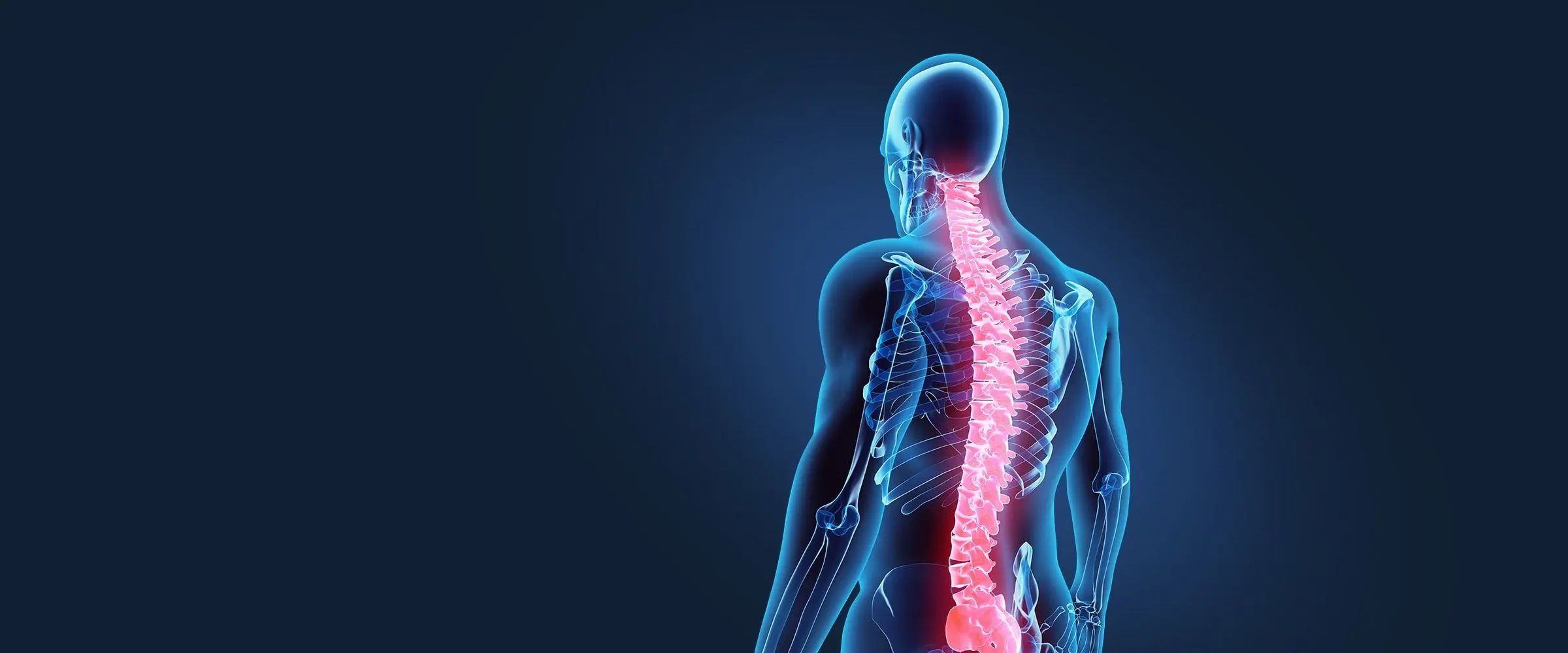 Spine model