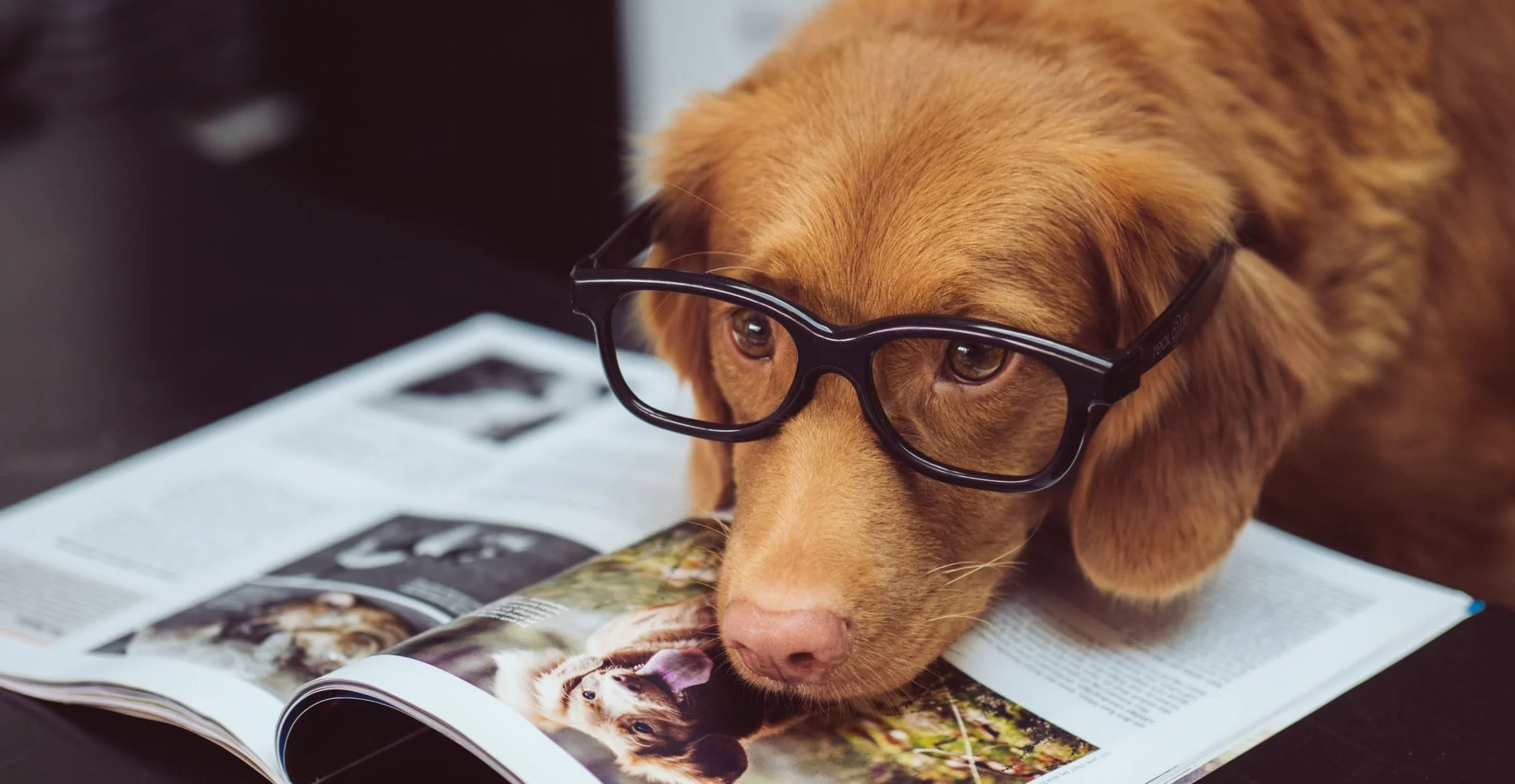 Dog in glasses laying head on magazine