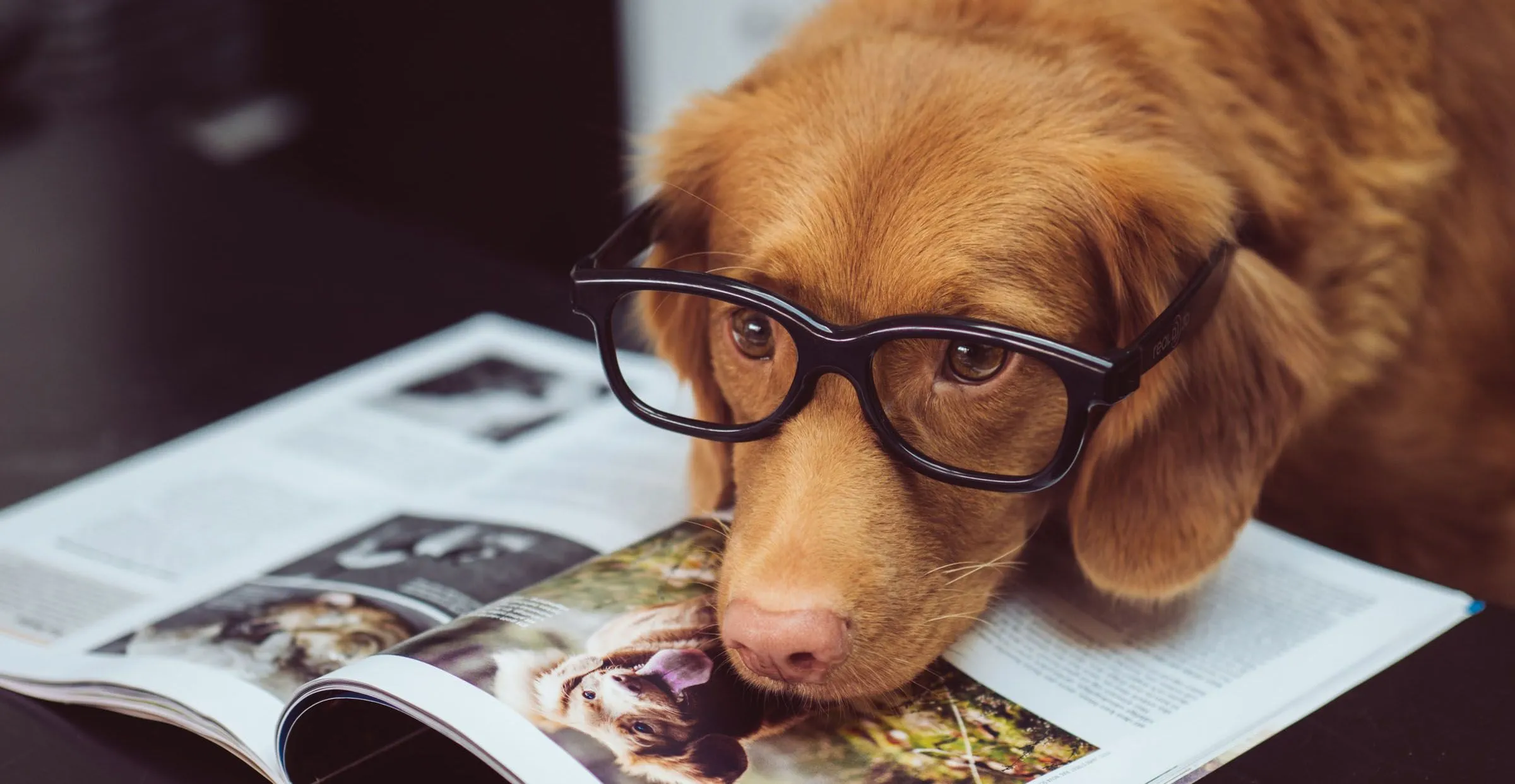 Dog wearing glasses resting its head on a magazine.