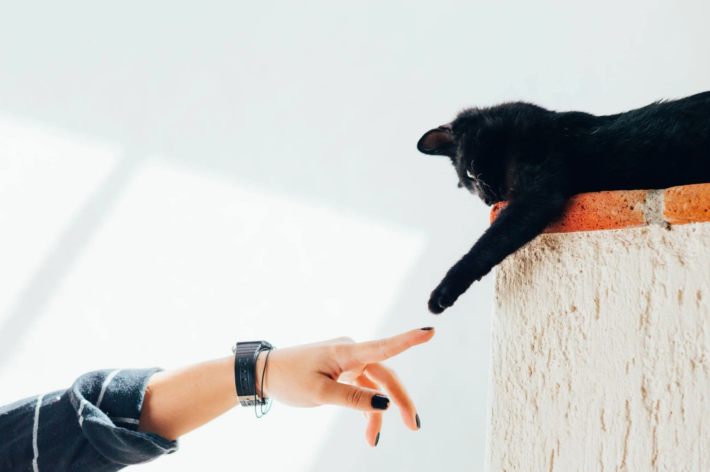 Cat reaching for persons finger