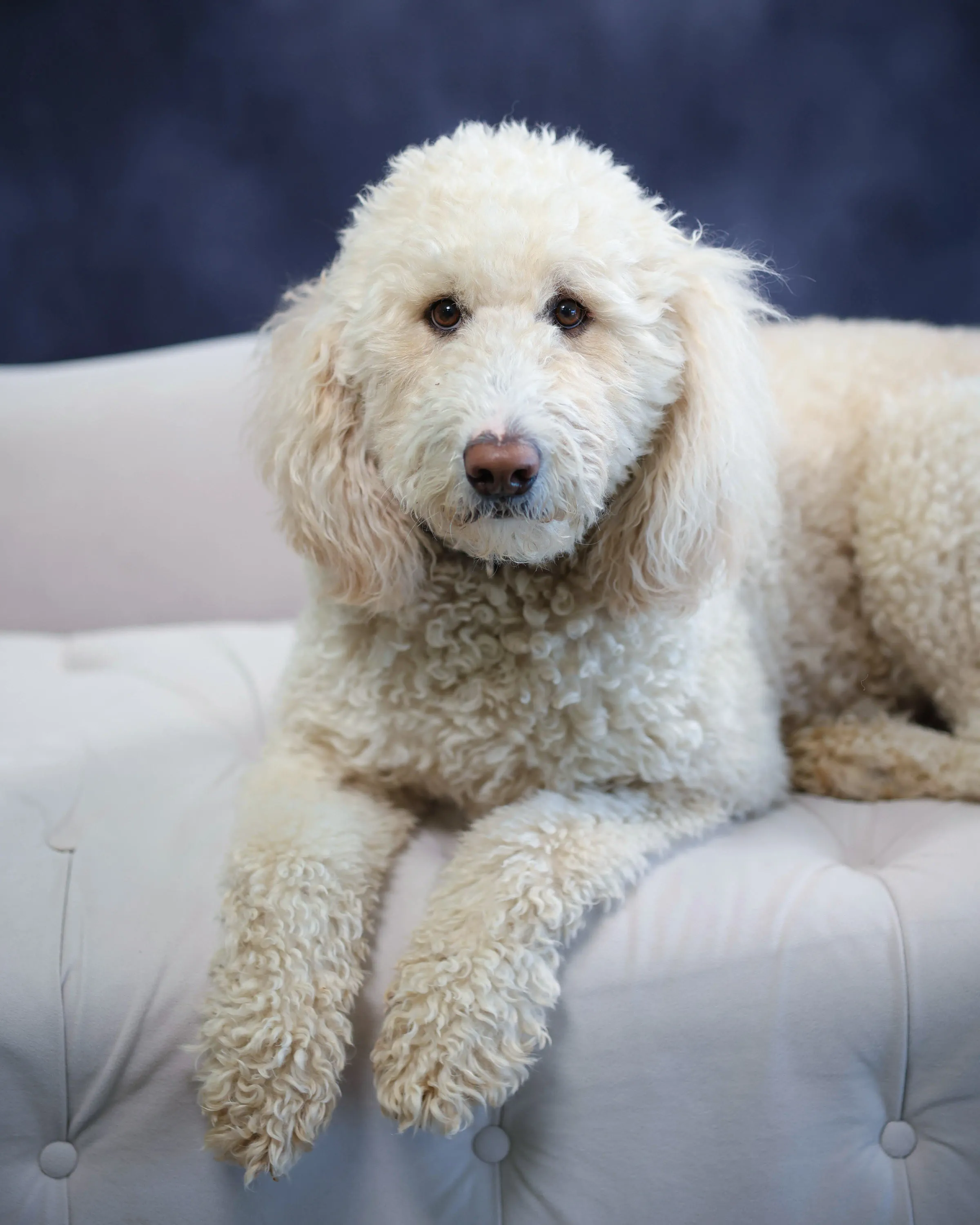 Stormy Anderson, Pawfessional Greeter
