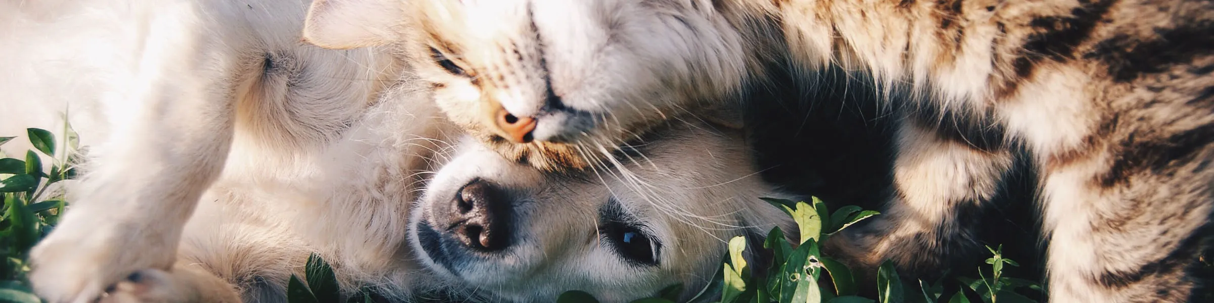 Dog and cat cuddling