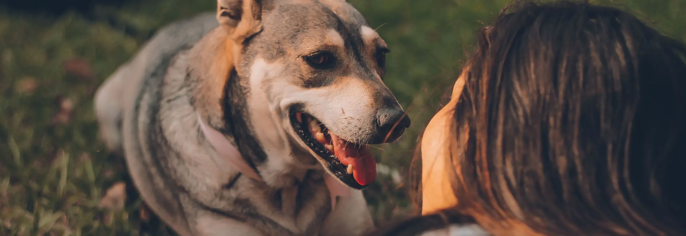dog staring at owner