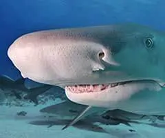 Sharks have unlimited sets of teeth