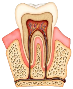 colored illustration of interior of molar tooth showing roots, tissue, nerves and root canal Baytown, TX dentist