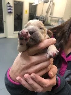 Puppy patient