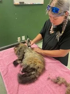 Sami Shaving a Kitty