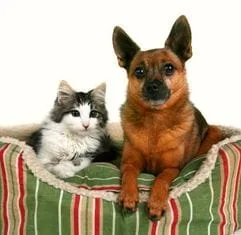 a_dog_and_a_kitten_in_a_pet_bed