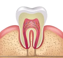 illustration of healthy tooth, general dentistry at ProDental, dentist Baytown, TX