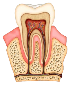 illustration of interior of molar tooth, showing tissue, nerves, and root canal Niskayuna, NY family dentist