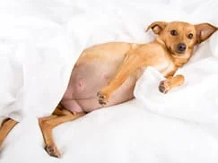 Pregnant Dog
