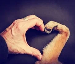 Human hand and dog paw making a heart
