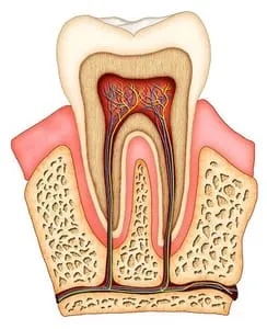 illustration of interior of molar tooth showing tissue, nerves, and root canal Murrieta, CA dentist