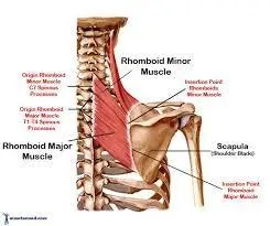 Trapezius Muscle Pain: End Burning Shoulder Pain with Self-Massage - Stress  Free Mama