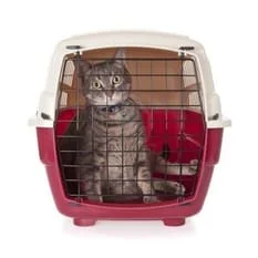 7019110_cat_closed_inside_pet_carrier_isolated_on_white_background.jpg