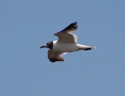 Mental Health Counseling