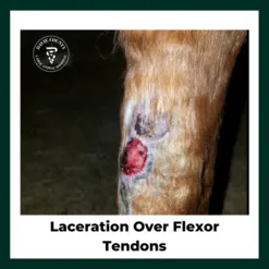 Laceration over tendons