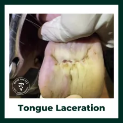 Tongue laceration in horses