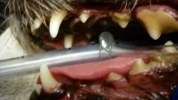 DentalBefore1.jpg