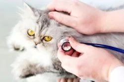 kitten_care_at_Animal_Medical_Center.jpg