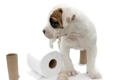 puppy_toilet_paper