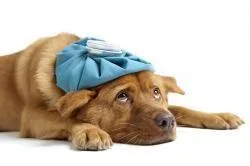 sick_dog_with_flu_laying_down