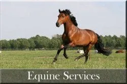 equine_services_button1.jpg