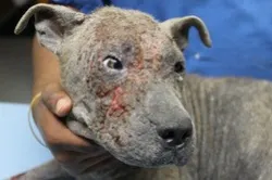 Demodectic sale mange causes