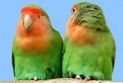 parakeets